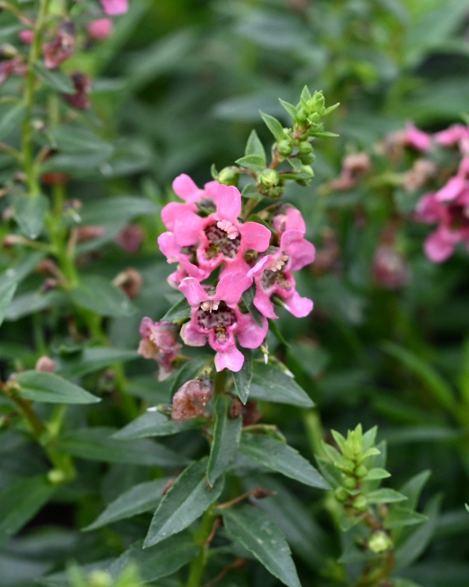 Serenita Cherry Red Angelonia