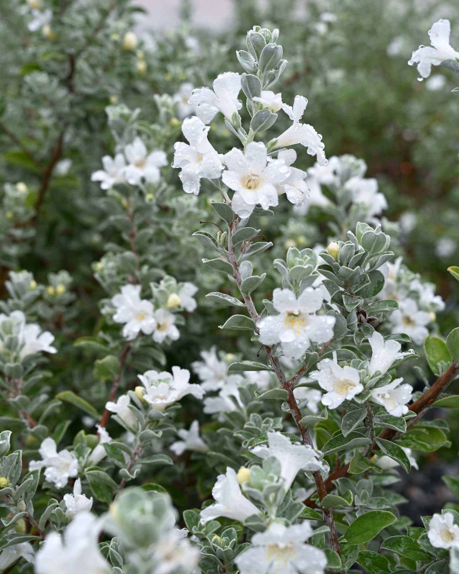 Silver Snow Texas Sage