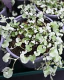 Silver Surfer Ponyfoot with trailing stems and silvery green round leaves in nursery containers