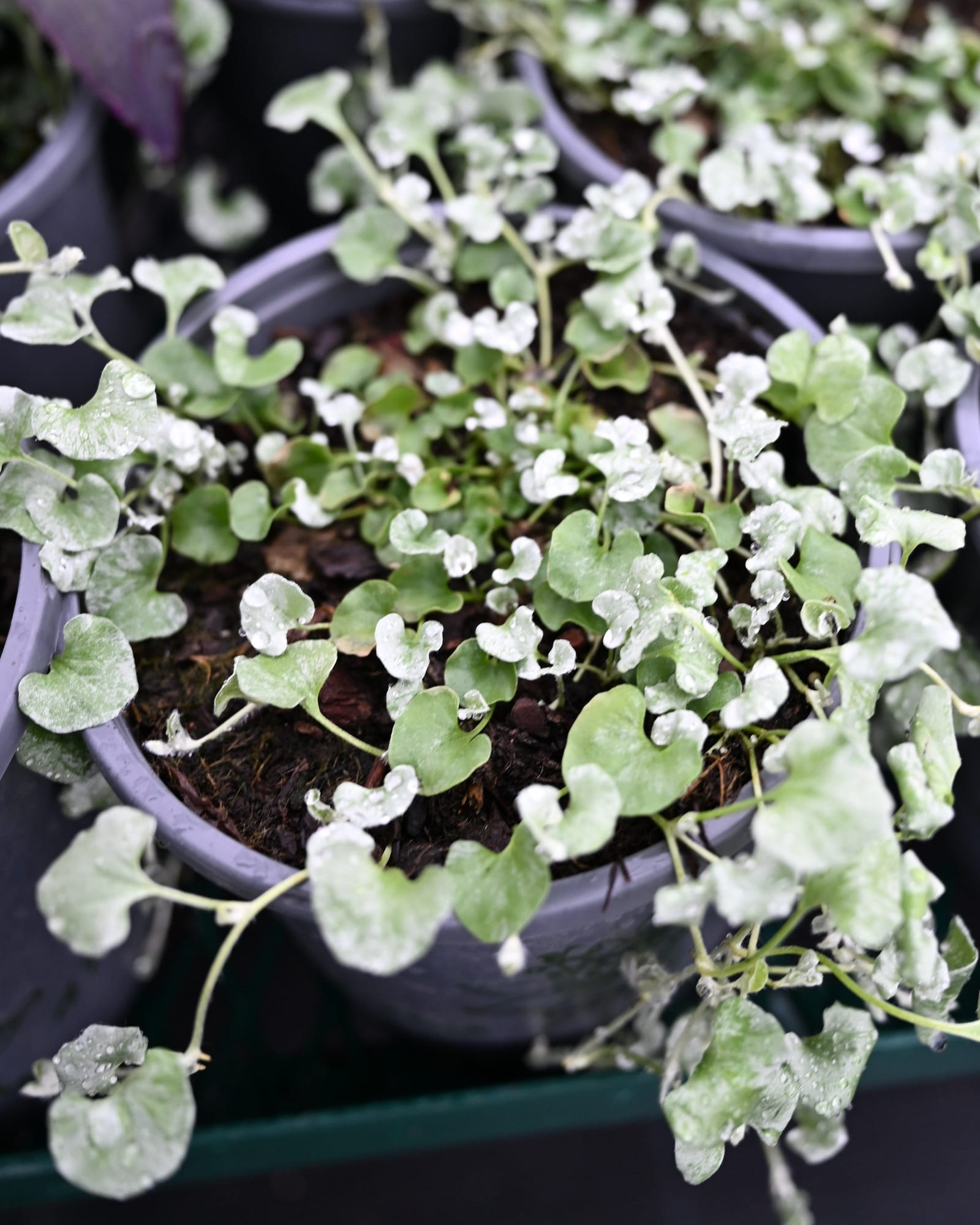Silver Surfer Ponyfoot with trailing stems and silvery green round leaves in nursery containers