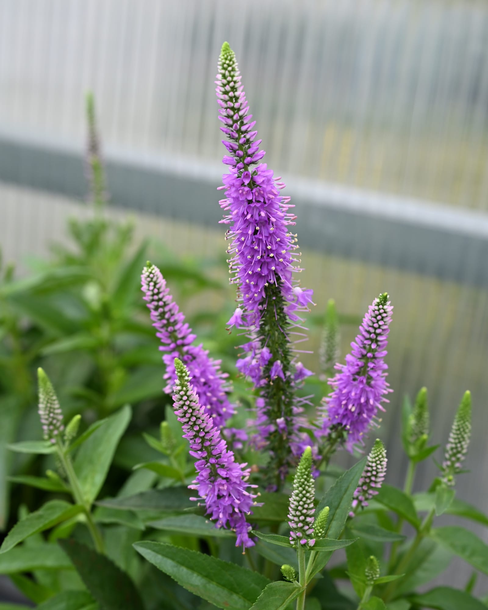 Skyward Lilac Veronica with tall spikes of purple flowers and green lance-shaped leaves