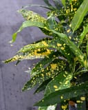 Sloppy Painter Croton with narrow green leaves covered in bright yellow speckles