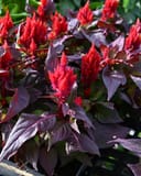 Smart Look Red Celosia with vivid red flower spikes and deep burgundy foliage