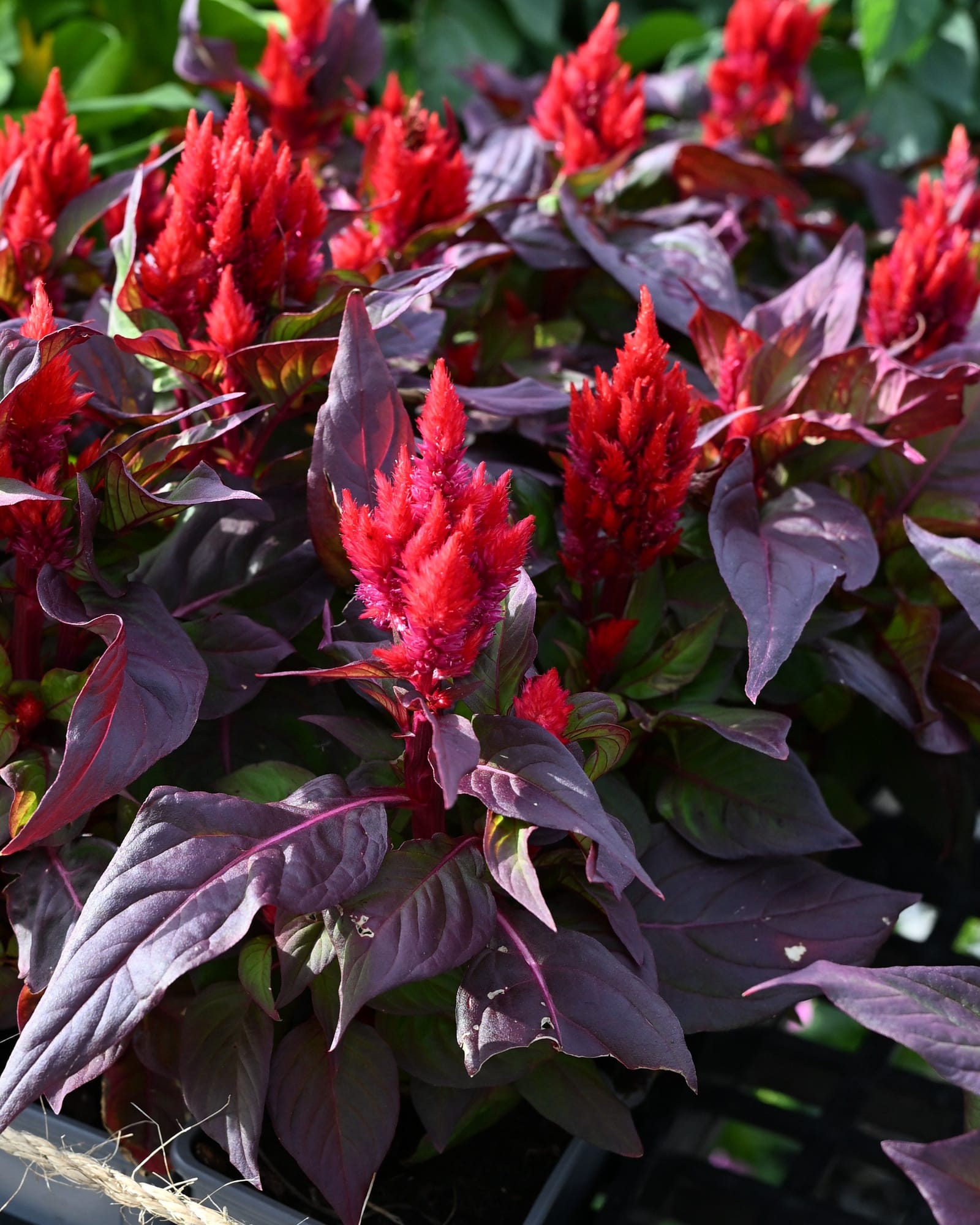 Smart Look Red Celosia with vivid red flower spikes and deep burgundy foliage
