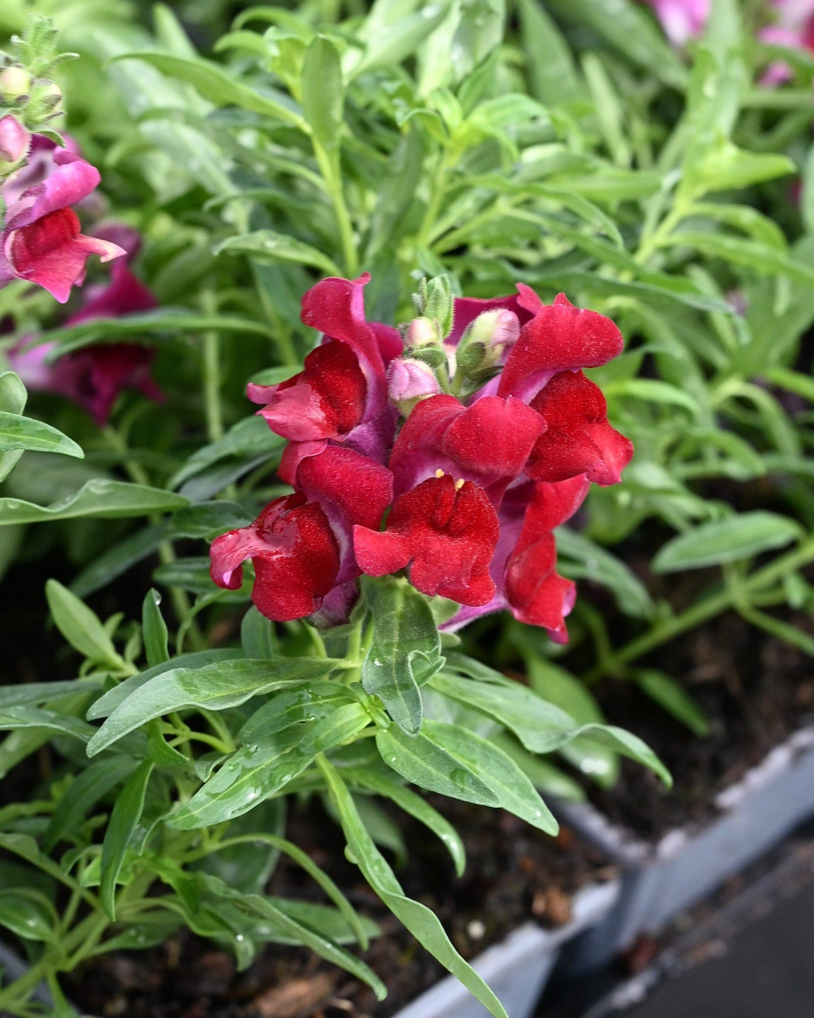 Snapshot Red Snapdragon