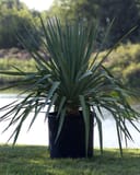 Soft Leaf Yucca with long spiky green leaves in a black nursery container beside water