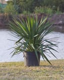 Soft Leaf Yucca with spiky green leaves in a nursery container beside a pond