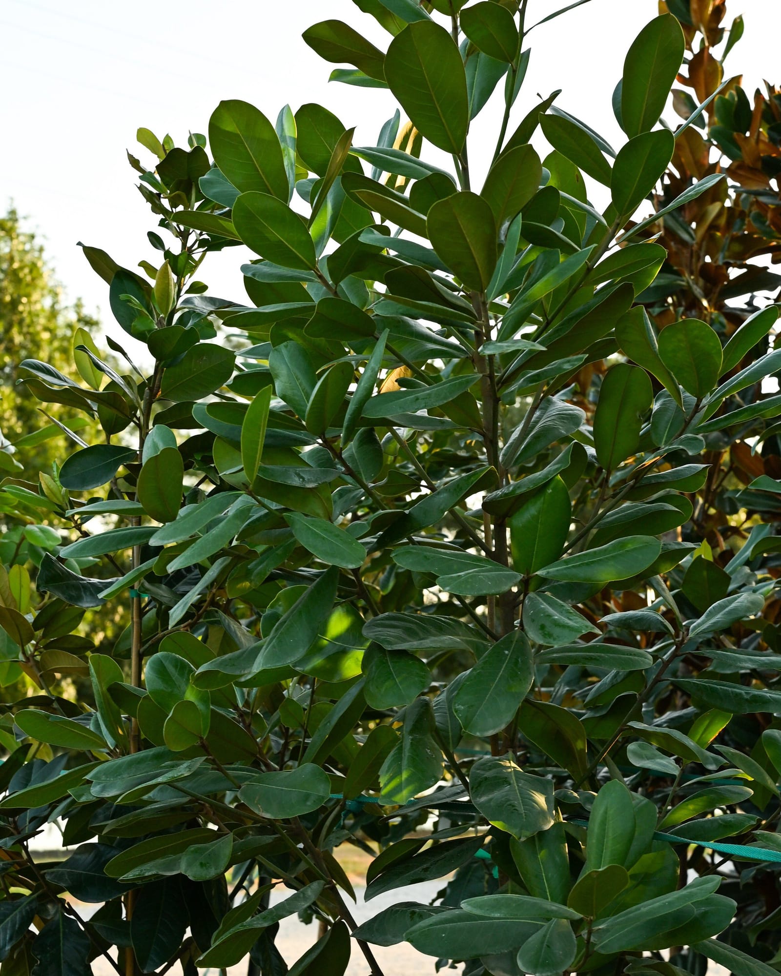 Southern Magnolia
