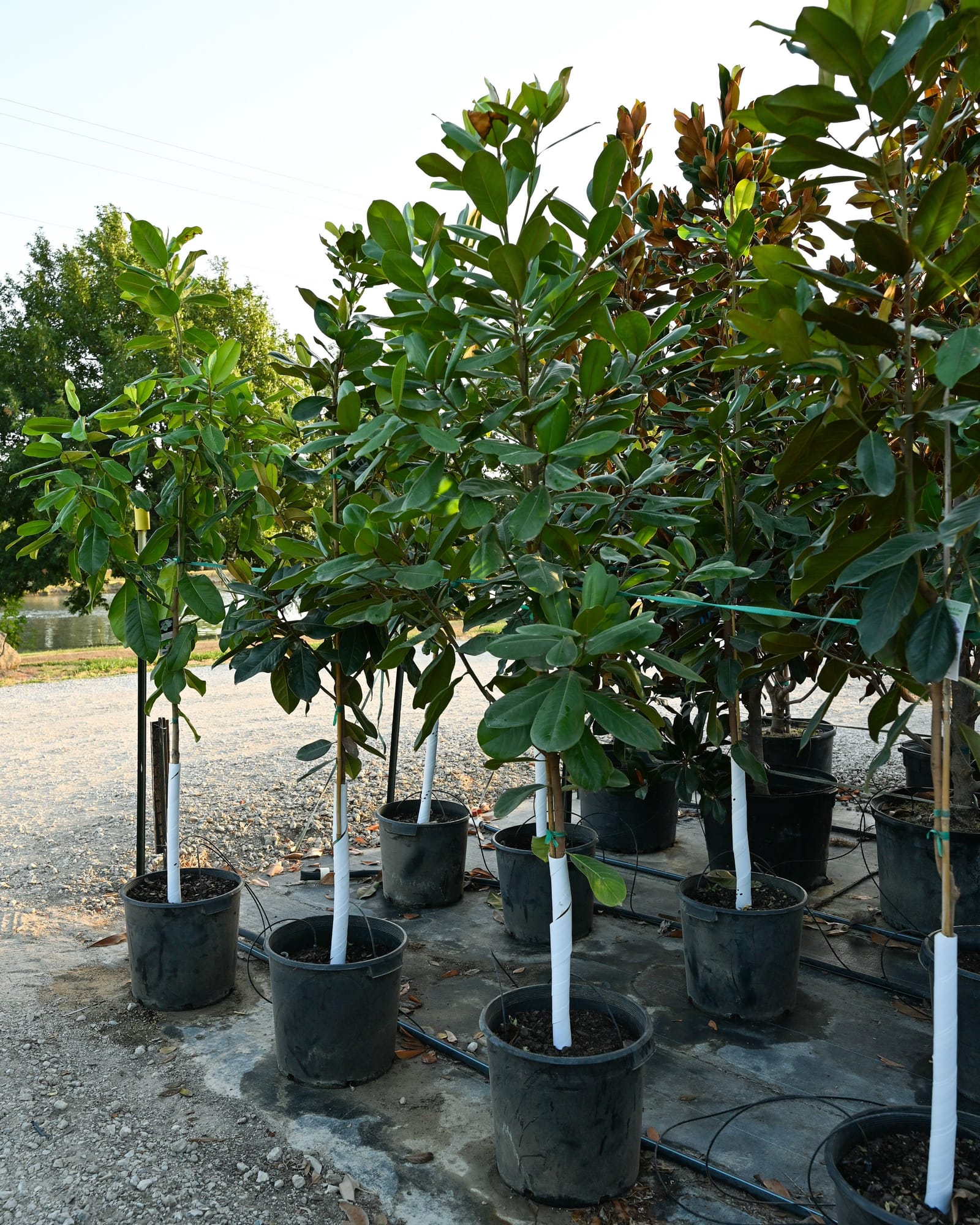 Southern Magnolia - view 4