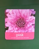 Stellar Pink Mum with layered pink petals and a dense central cluster
