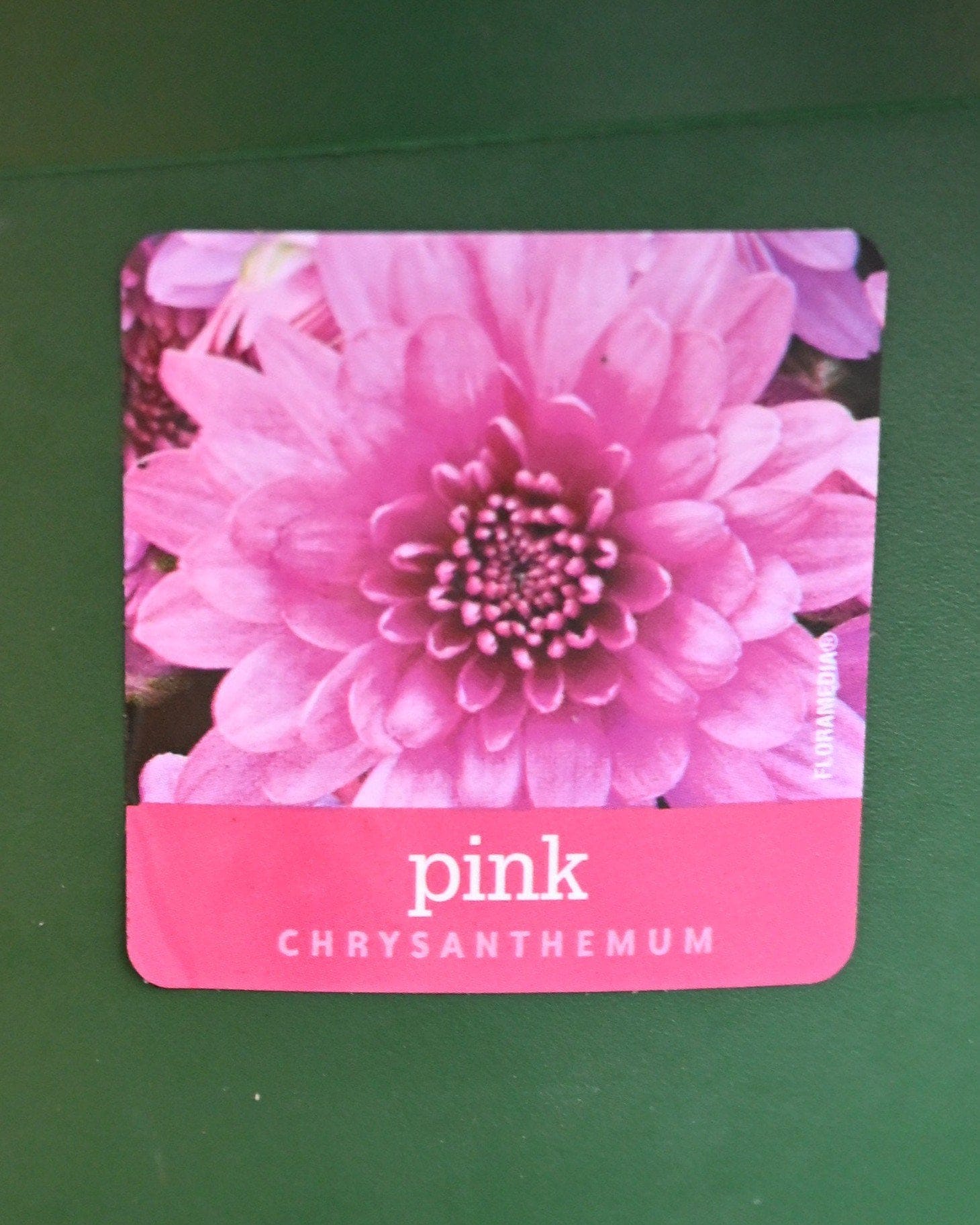 Stellar Pink Mum