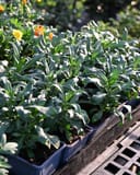 Sugar Rush Mix Wallflower plants with green leaves and yellow and orange flowers in nursery trays