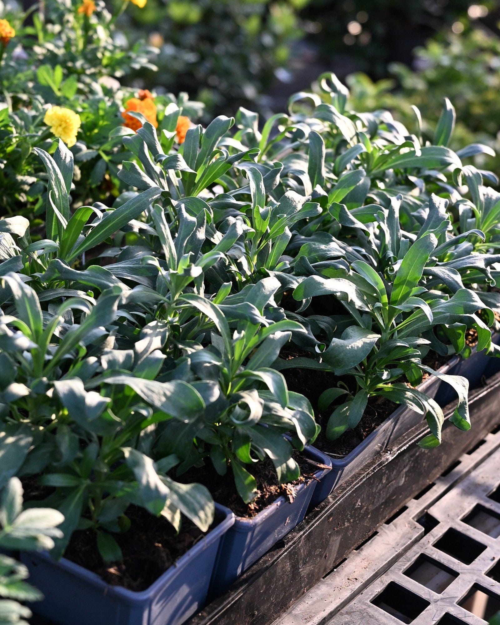 Sugar Rush Mix Wallflower plants with green leaves and yellow and orange flowers in nursery trays