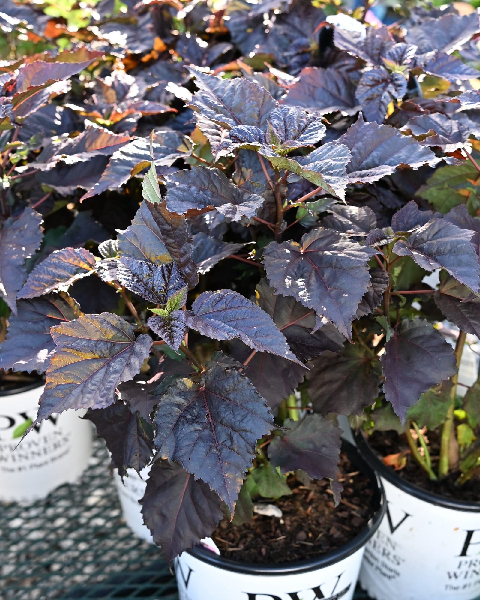 Summerific Edge of Night Hardy Hibiscus with dark burgundy foliage in nursery containers