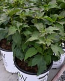 Summerific Garnet Globes Hardy Hibiscus with dense green foliage in nursery containers