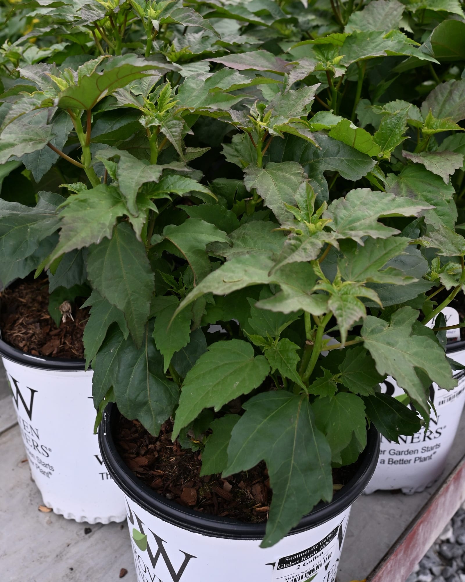 Summerific Garnet Globes Hardy Hibiscus with dense green foliage in nursery containers