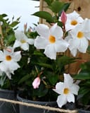 Sun Parasol Garden White Mandevilla with white flowers, yellow centers and pink buds in a nursery container
