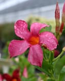 Sun Parasol Original Pink Dipladenia with vivid pink, water-dappled flowers and unopened buds
