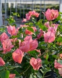 Sundown Orange Bougainvillea with abundant pink-orange bracts and green leaves in a nursery greenhouse
