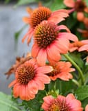 SunMagic Electric Orange Coneflower with vivid orange-pink petals and dark spiny centers