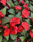 Sunpatiens Compact Deep Red Impatiens with vivid red flowers and green foliage