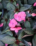 Sunpatiens Compact Deep Rose Impatiens with vivid pink flowers and dark green foliage