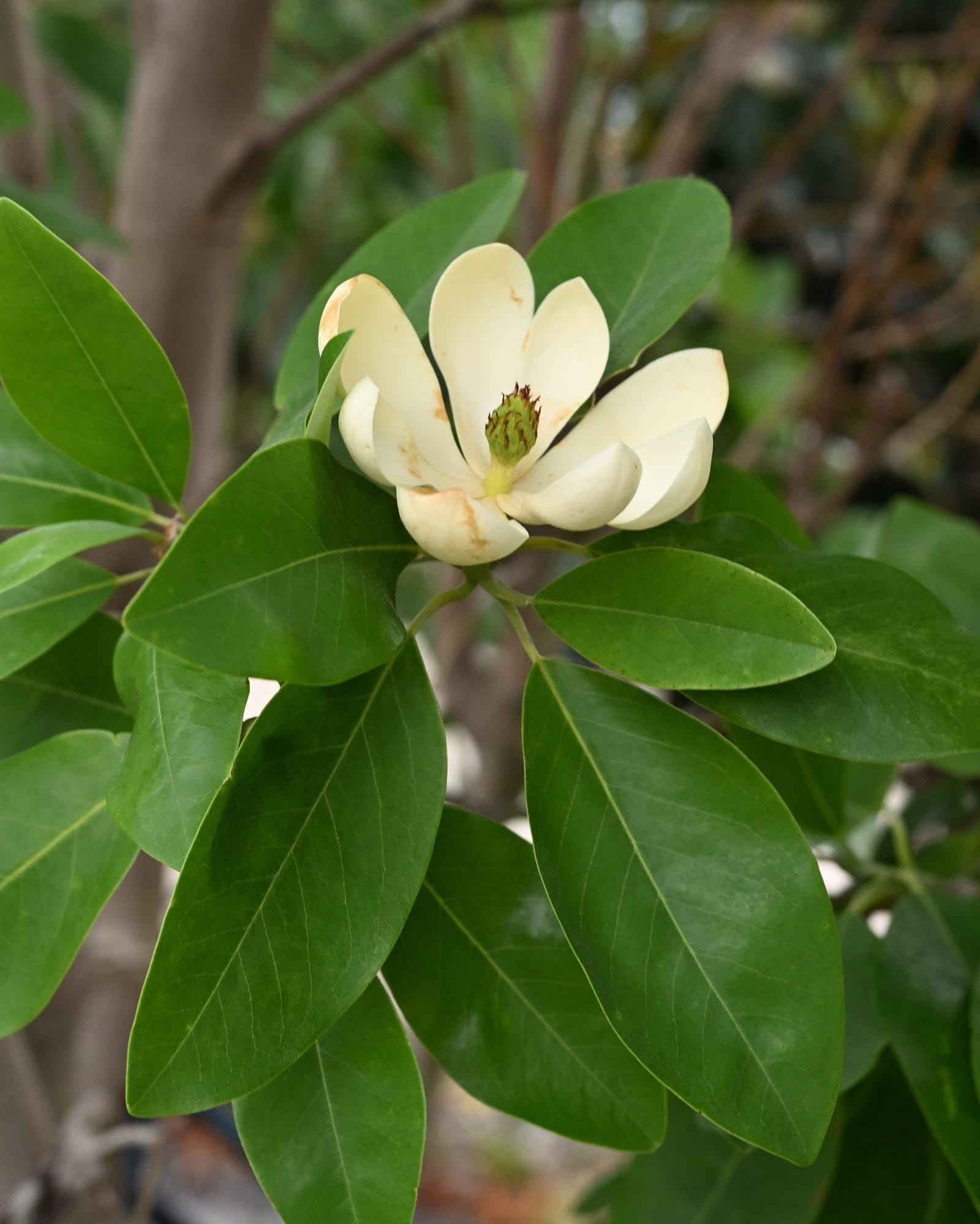 Sweet Bay Magnolia Tree Form with creamy white flower and glossy green leaves