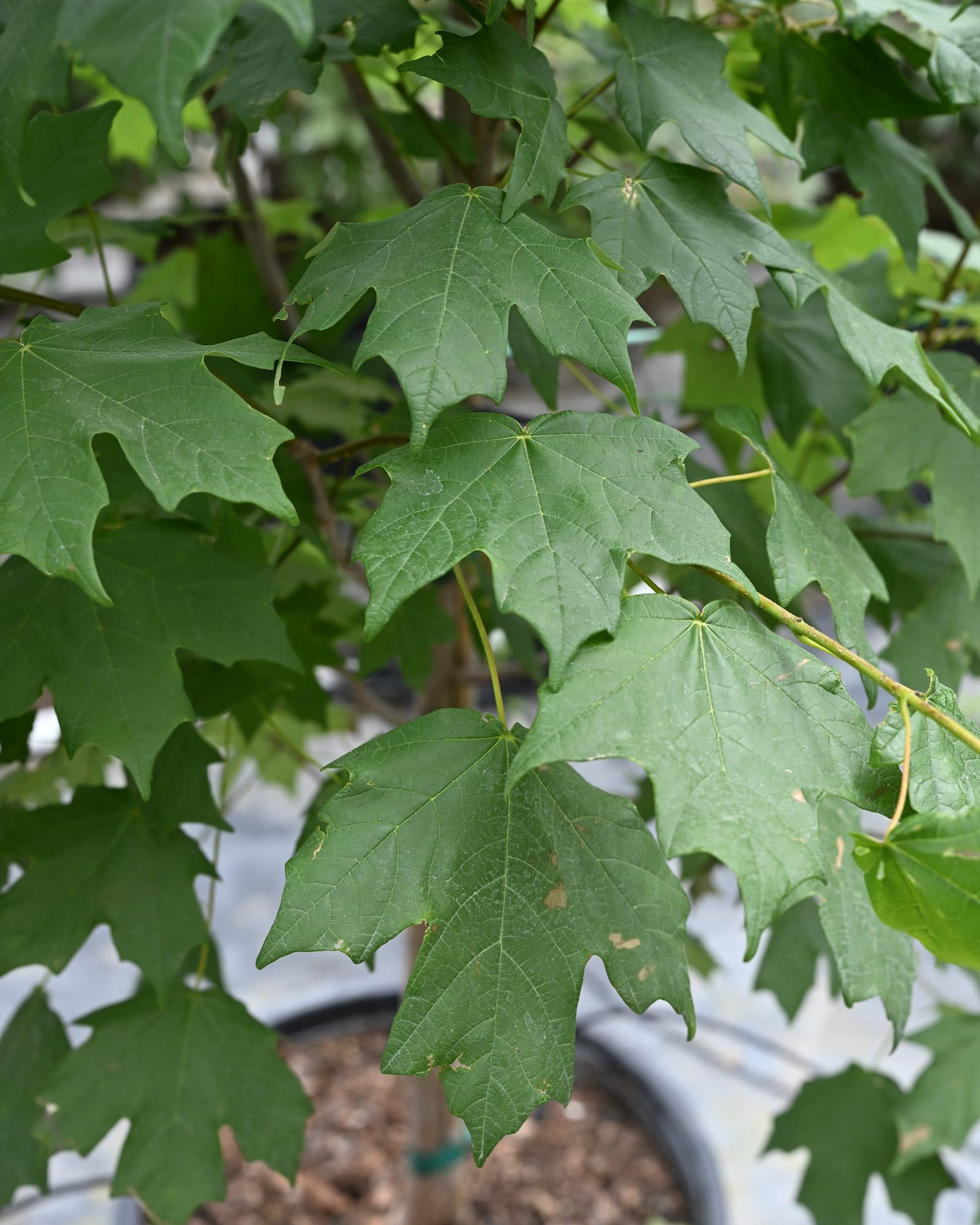 Sweetheart Mexican Sugar Maple