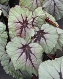 T Rex First Blush Begonia with pale green leaves, dark veins and burgundy-edged foliage