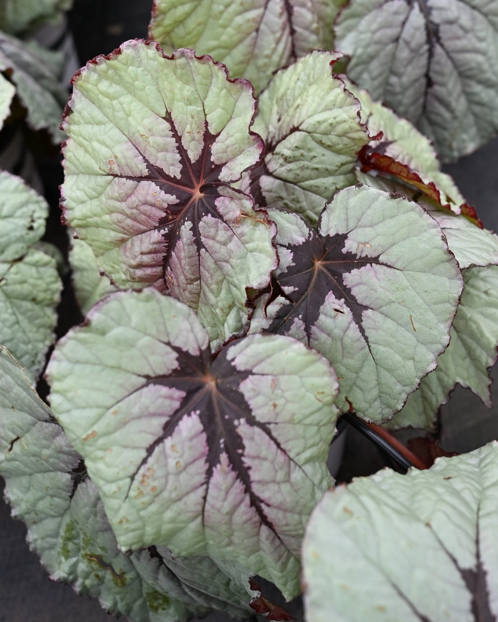 T Rex First Blush Begonia with pale green leaves, dark veins and burgundy-edged foliage