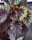 T Rex Painter's Palette Begonia with pink, green and burgundy patterned leaves in a container