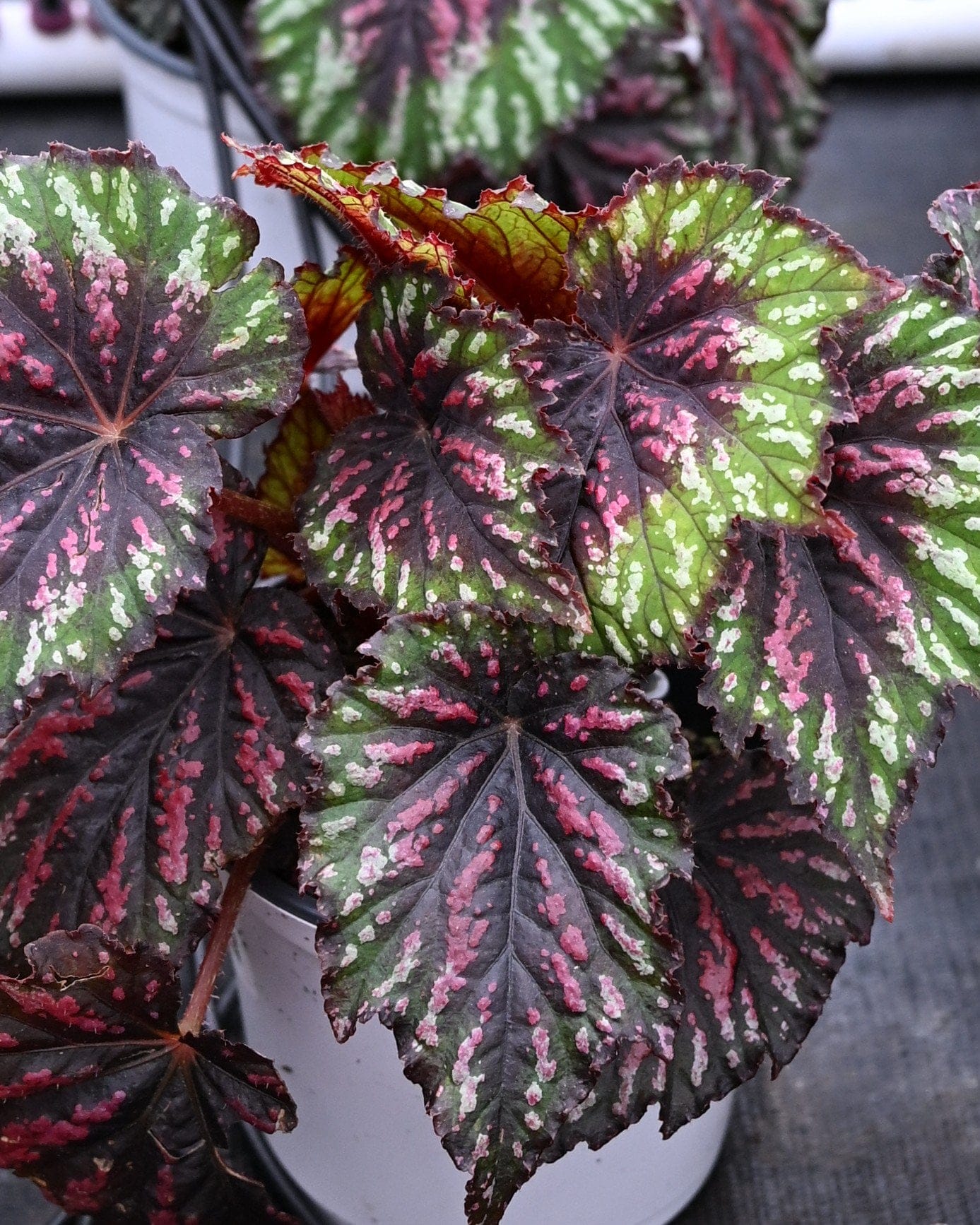 T Rex Painter's Palette Begonia with pink, green and burgundy patterned leaves in a container