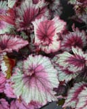T Rex Stardust Begonia with pink, burgundy and silver patterned leaves