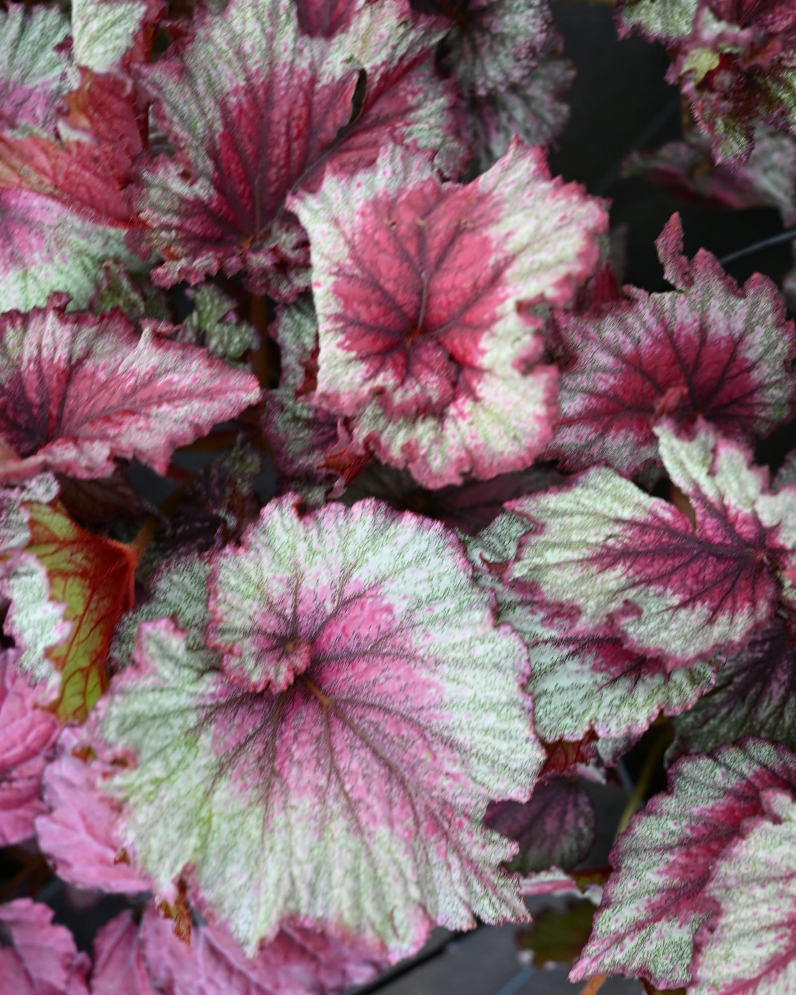 T Rex Stardust Begonia with pink, burgundy and silver patterned leaves
