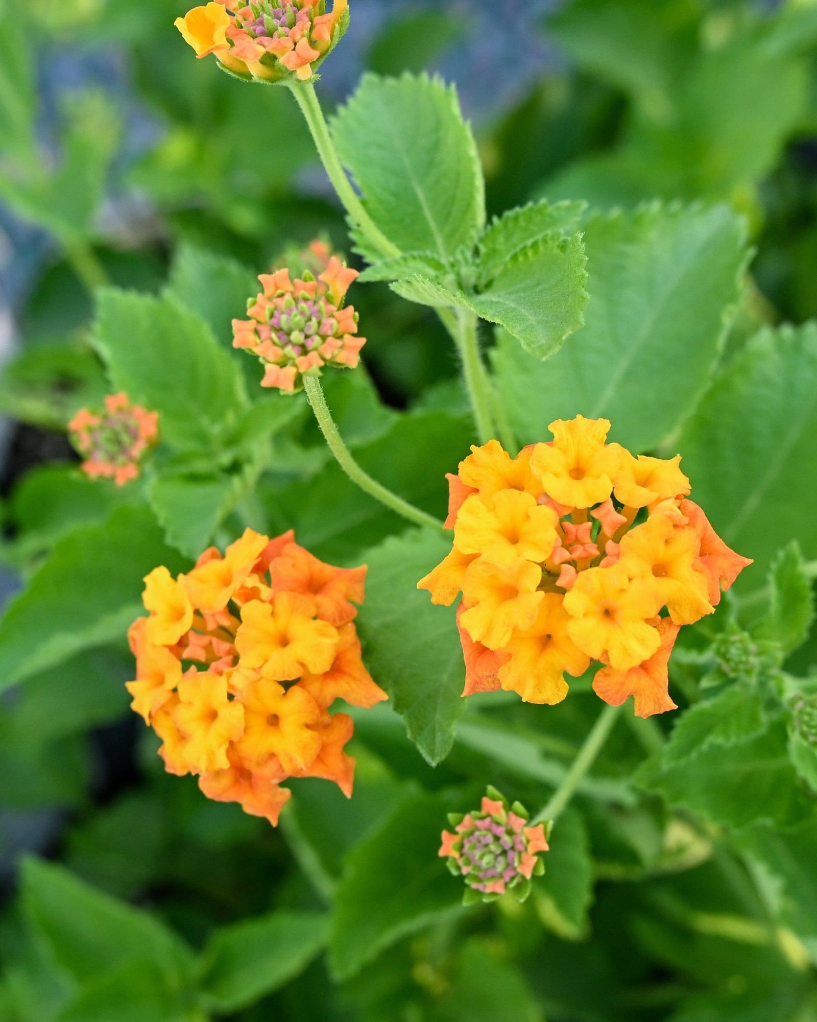 Texas Lantana