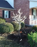 Texas White Redbud blooming in a residential landscape bed with support stakes