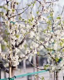 Texas White Redbud covered in white blossoms with fresh green leaves in a nursery container