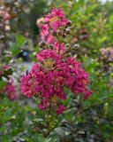 Tonto Crape Myrtle with vivid pink flower clusters and round buds against green foliage