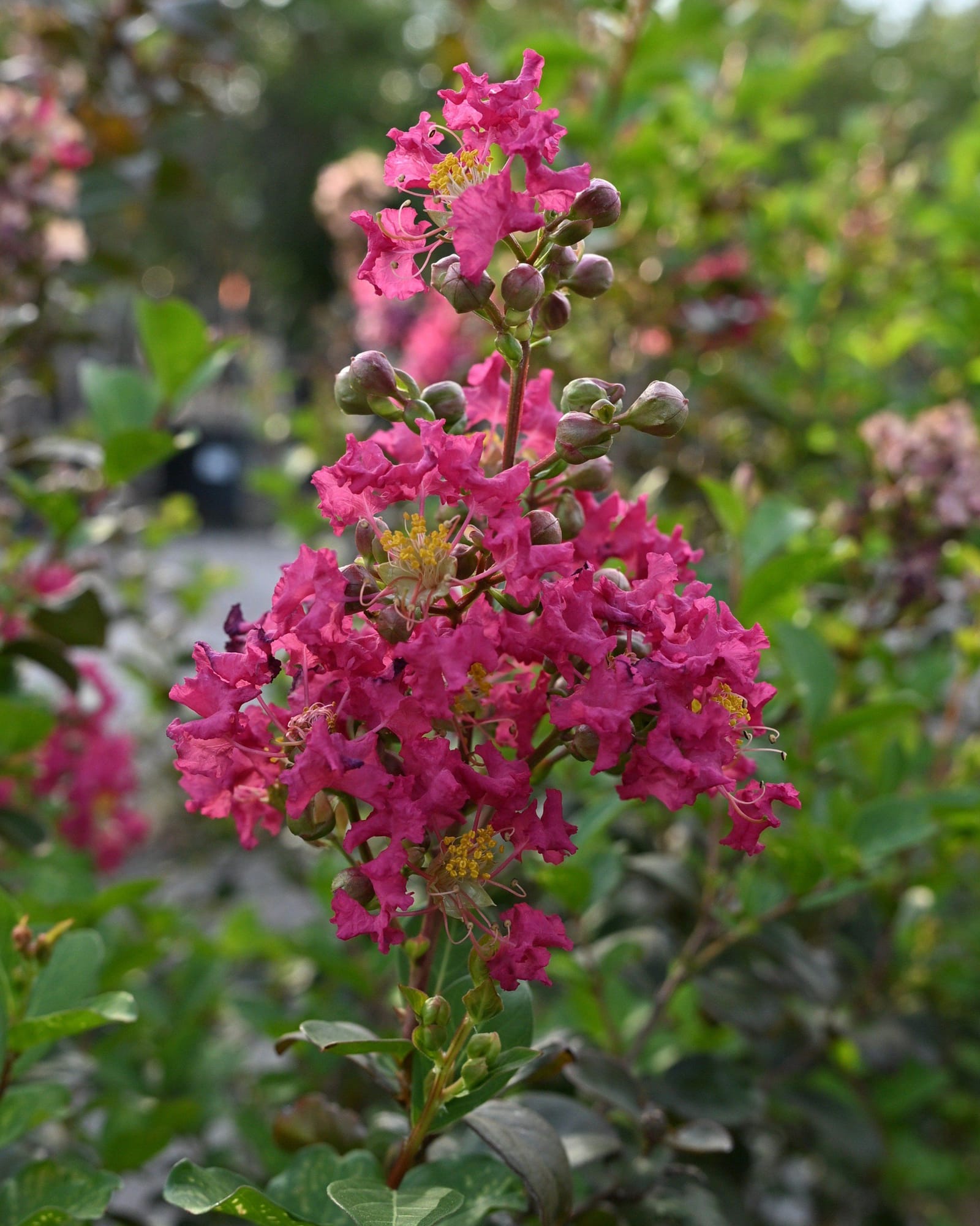 Tonto Crape Myrtle