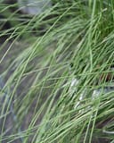Undaunted Ruby Muhly with slender green blades in a dense ornamental grass clump