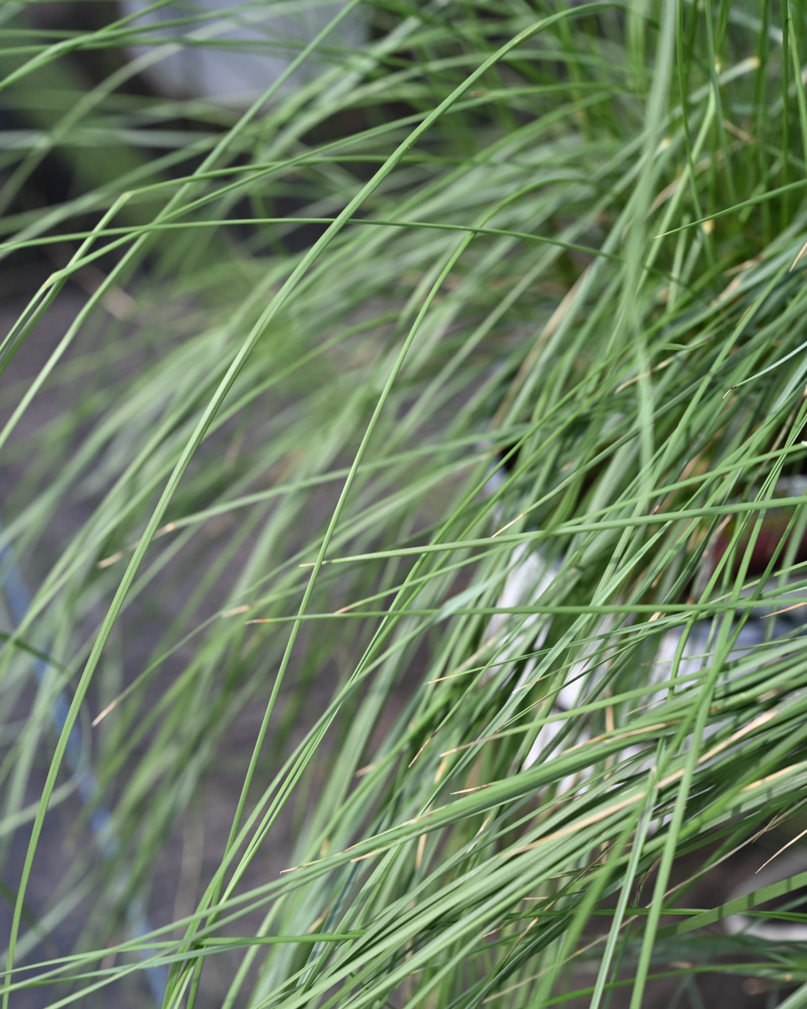 Undaunted Ruby Muhly with slender green blades in a dense ornamental grass clump