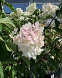 Vanilla Strawberry Hydrangea Tree Form with pink and white flower clusters in a nursery greenhouse