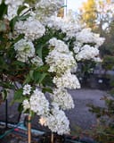 Vanilla Strawberry Hydrangea Tree Form with cascading white flower clusters and dark green leaves