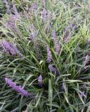 Variegated Liriope with slender striped leaves and clusters of purple flower spikes