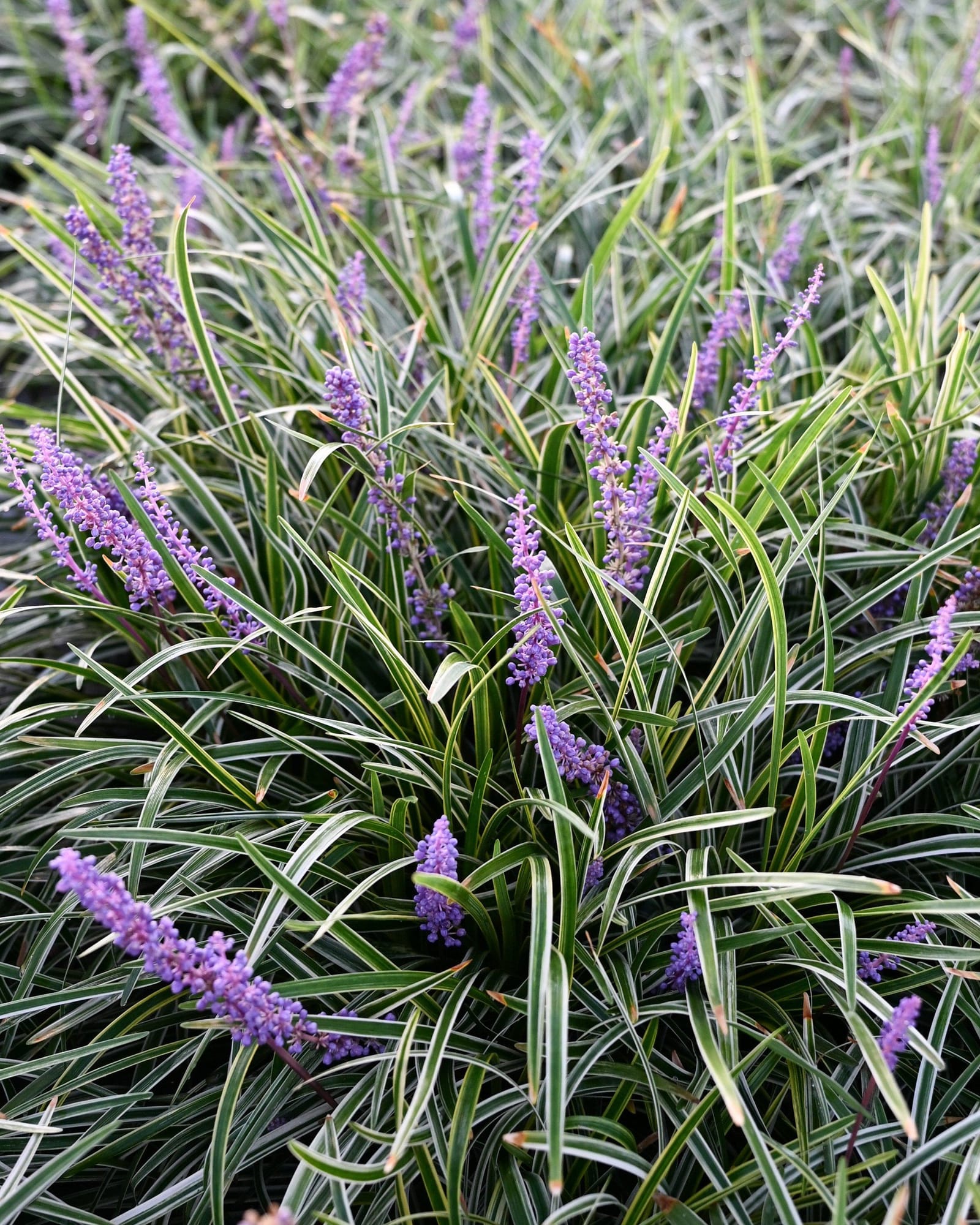 Variegated Liriope