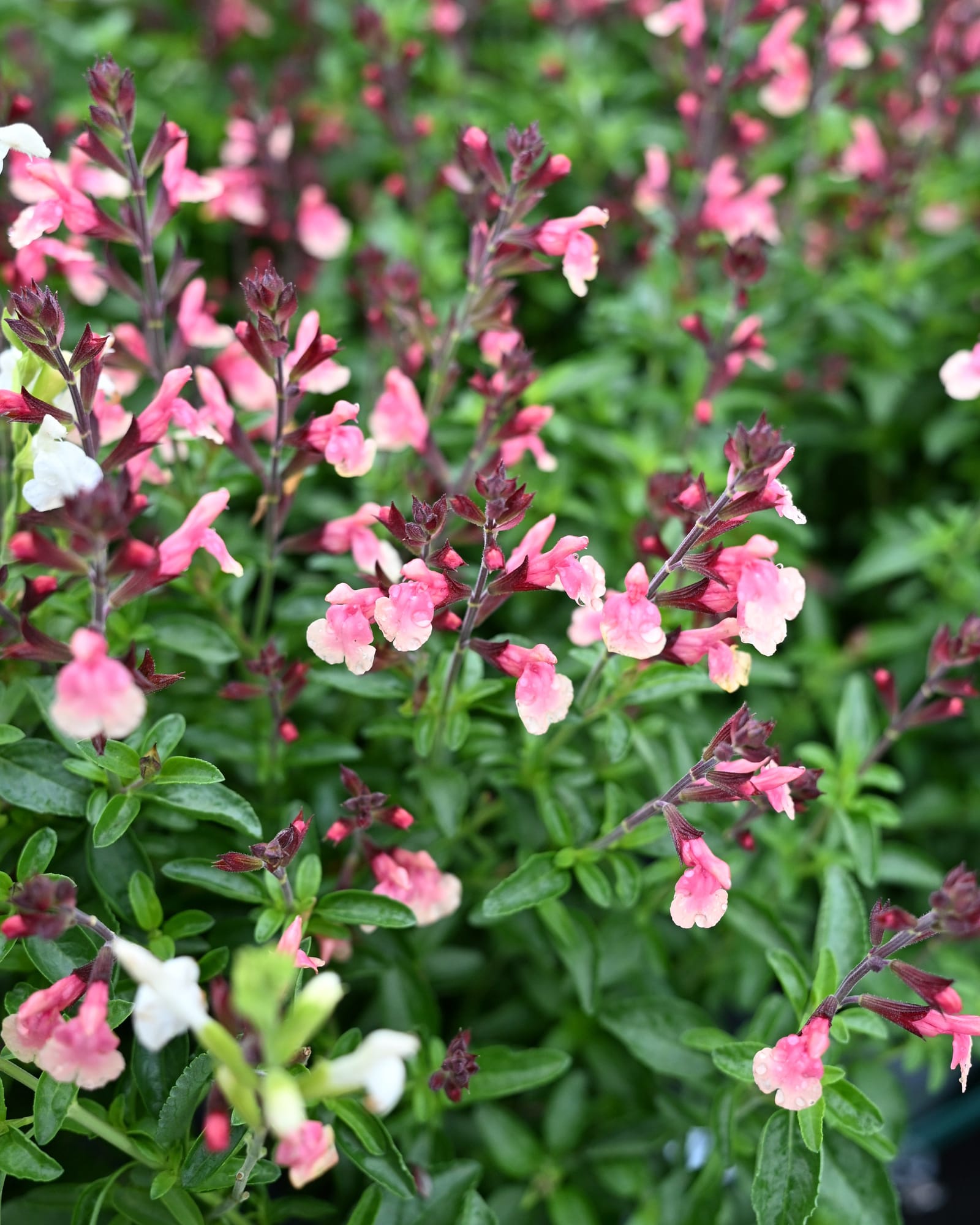 Vibe Ignition Sunrise Salvia with pink and white flowers and dark green foliage