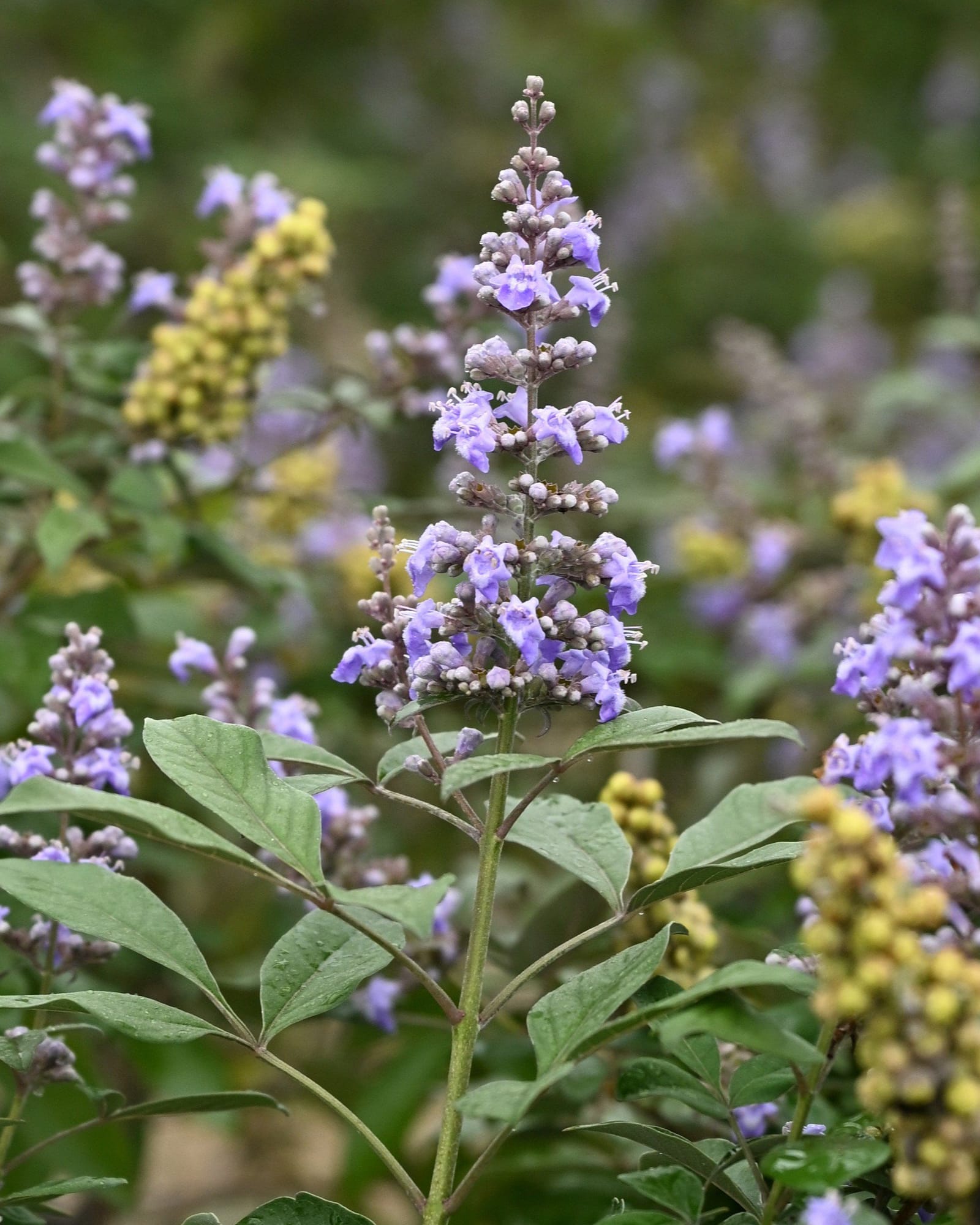 Vitex Montrose Purple - view 3