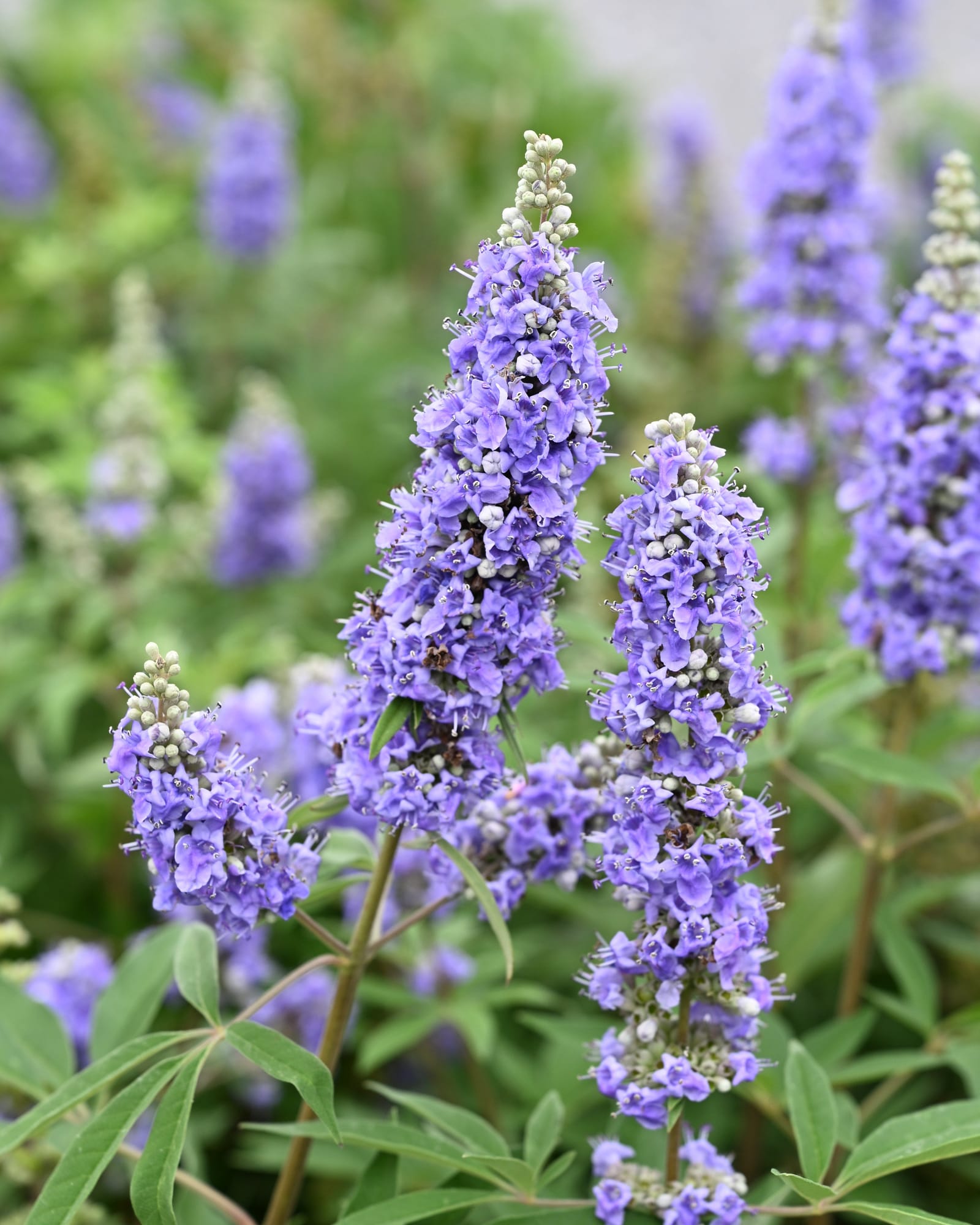 Vitex Shoal Creek