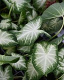 Water's Edge Caladium with dark green leaves and bright white veining