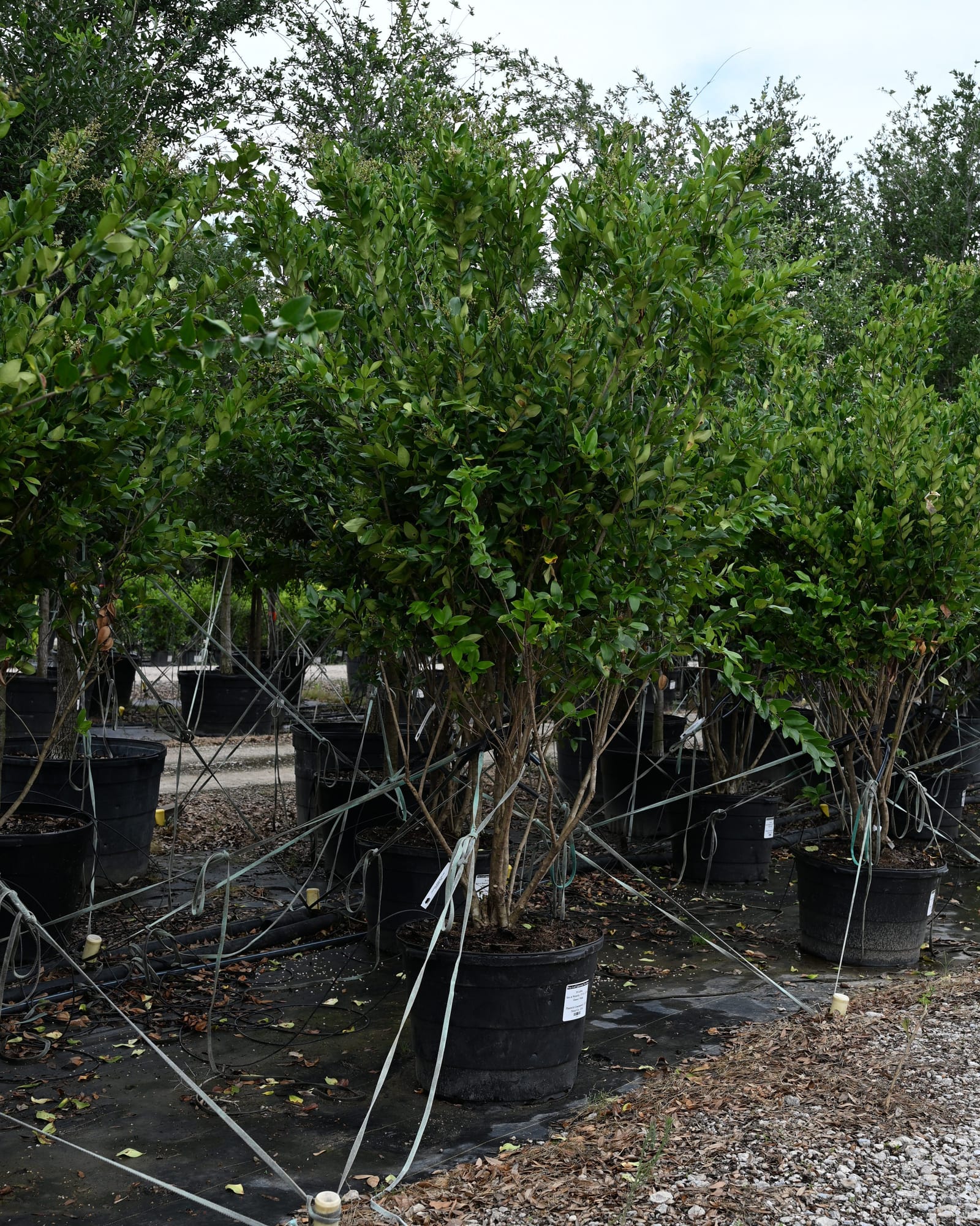 Wax Leaf Ligustrum Tree Form with dense green foliage in nursery containers